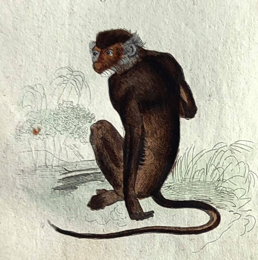 Original zoological plate "Guinea Monkey, Camail, Roloway - Buffon 1838"