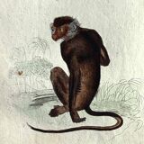 Original zoological plate "Guenon, Camail, Roloway,... - Buffon 1838