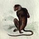 Original zoological plate "Guinea Monkey, Camail, Roloway - Buffon 1838"