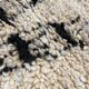 Moroccan berber carpet Beni Ouarain 100x225 cm