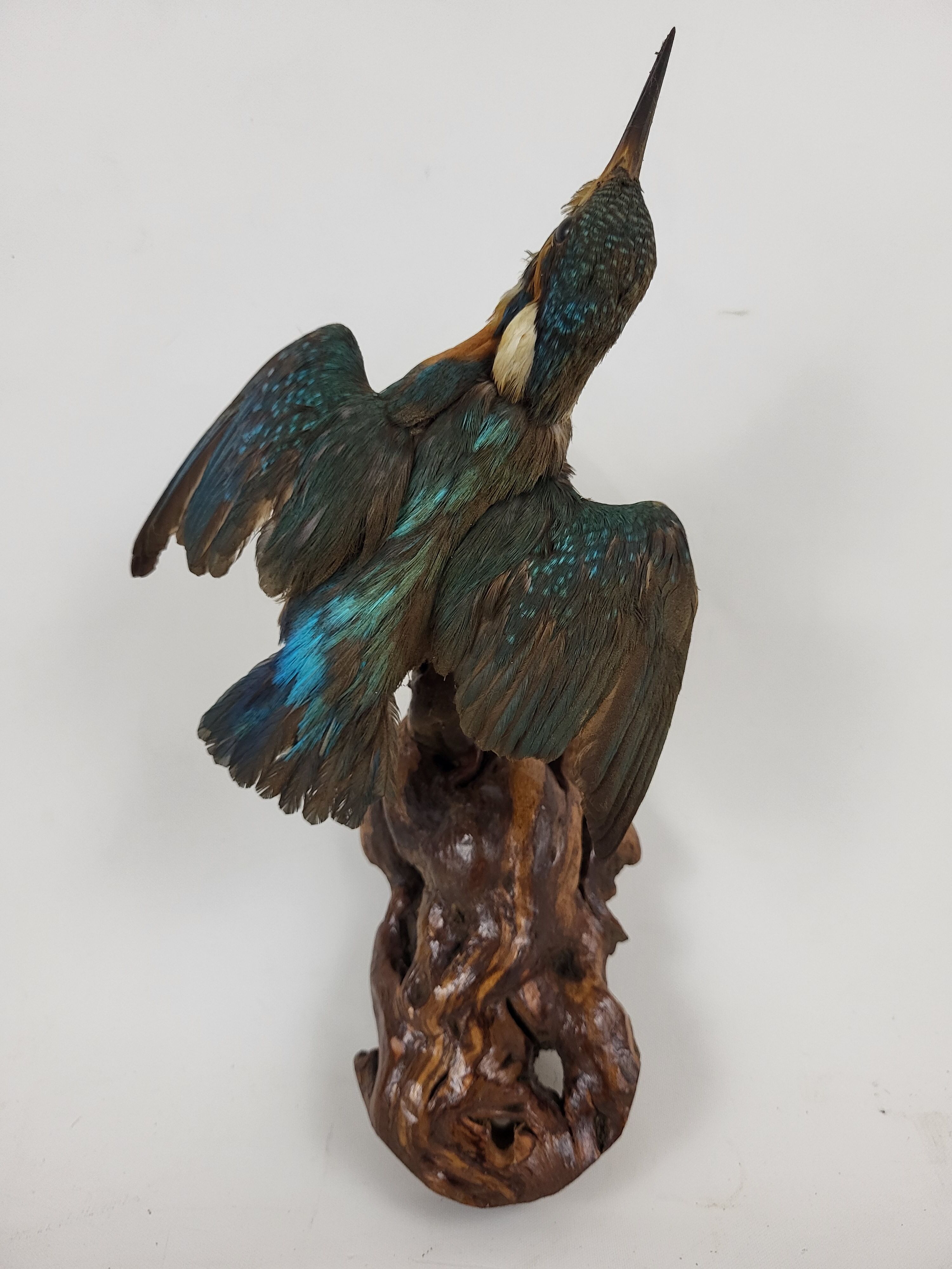 Stuffed and naturalized Kingbird Taxidermy
