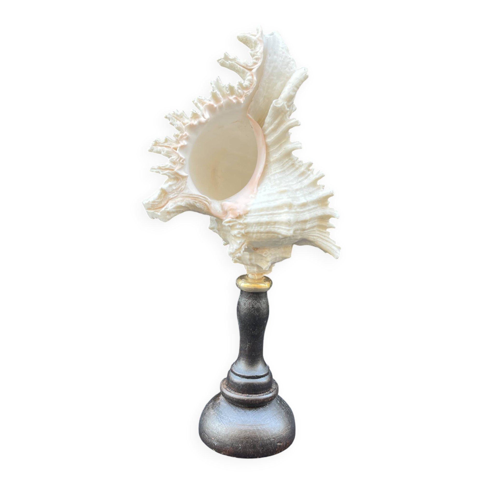 Ancien Coquillage Murex Ramosus sur socle en bois tourné Napoléon III XIXe