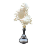 Antique Murex Ramosus Shell on a turned wooden base Napoleon III 19th century