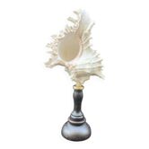 Ancien Coquillage Murex Ramosus sur socle en bois tourné Napoléon III XIXe