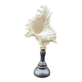 Antique Murex Ramosus Shell on a turned wooden base Napoleon III 19th century