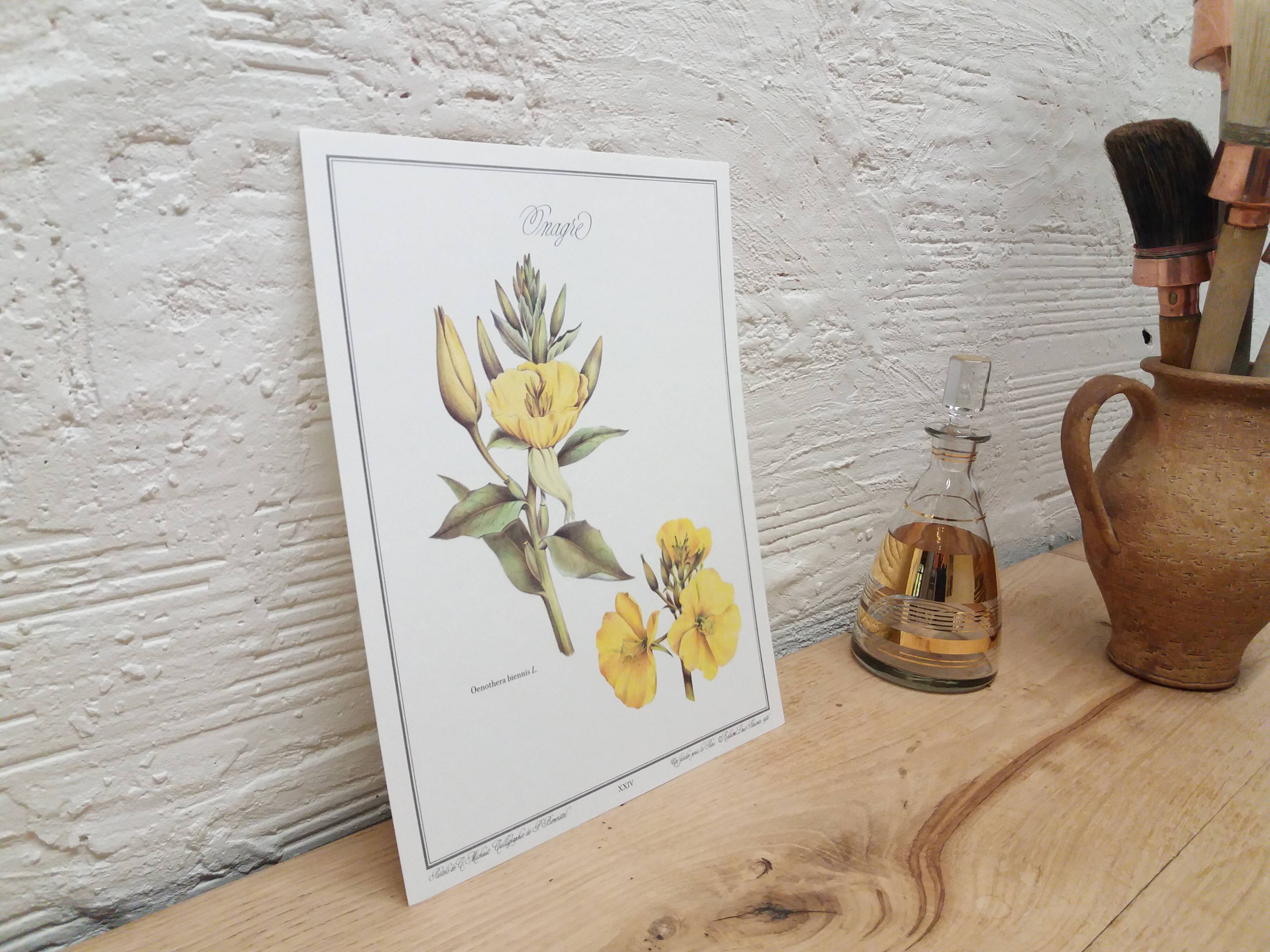 Botanical plank "Onagre"