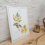 Botanical plank "Onagre"