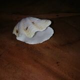 Giant clam shell