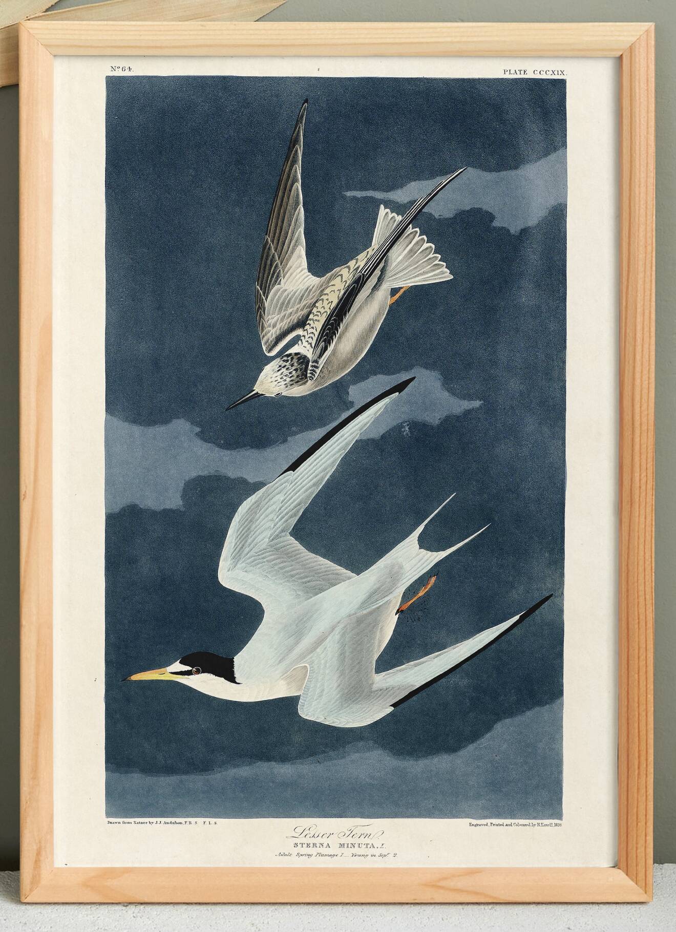 Poster about the Little Tern, based on an old engraving from 1827.