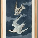 Poster about the Little Tern, based on an old engraving from 1827.