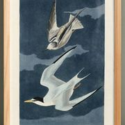 Poster about the Little Tern, based on an old engraving from 1827.