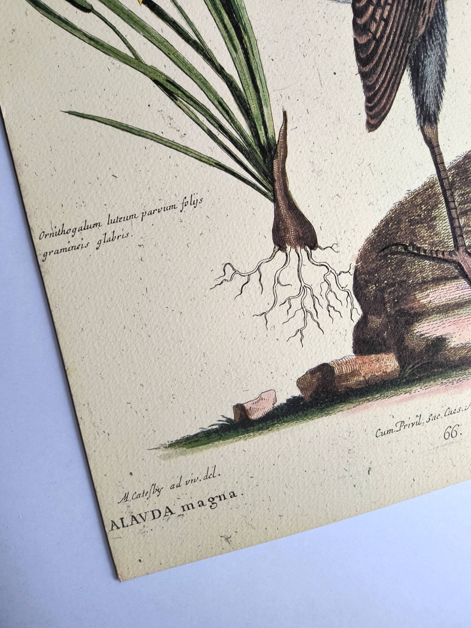 Old bird engraving - Great Lark - Zoological plate by Seligmann