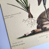 Old bird engraving - Great Lark - Zoological plate by Seligmann