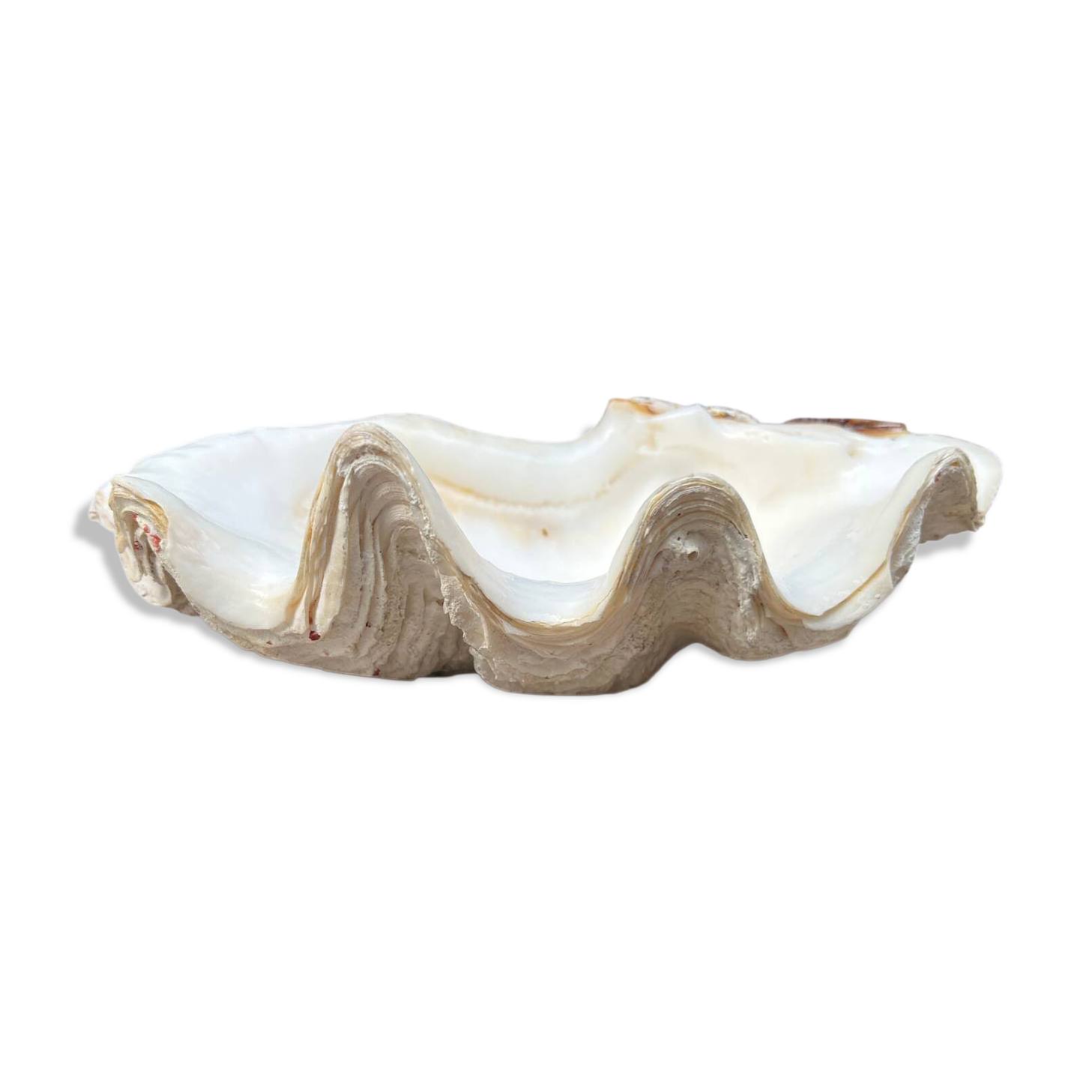 Vide-poche coquillage bénitier, années 70