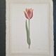 La Roche Laffitte (Born in 1943) - Watercolour drawing on silk - Tulip