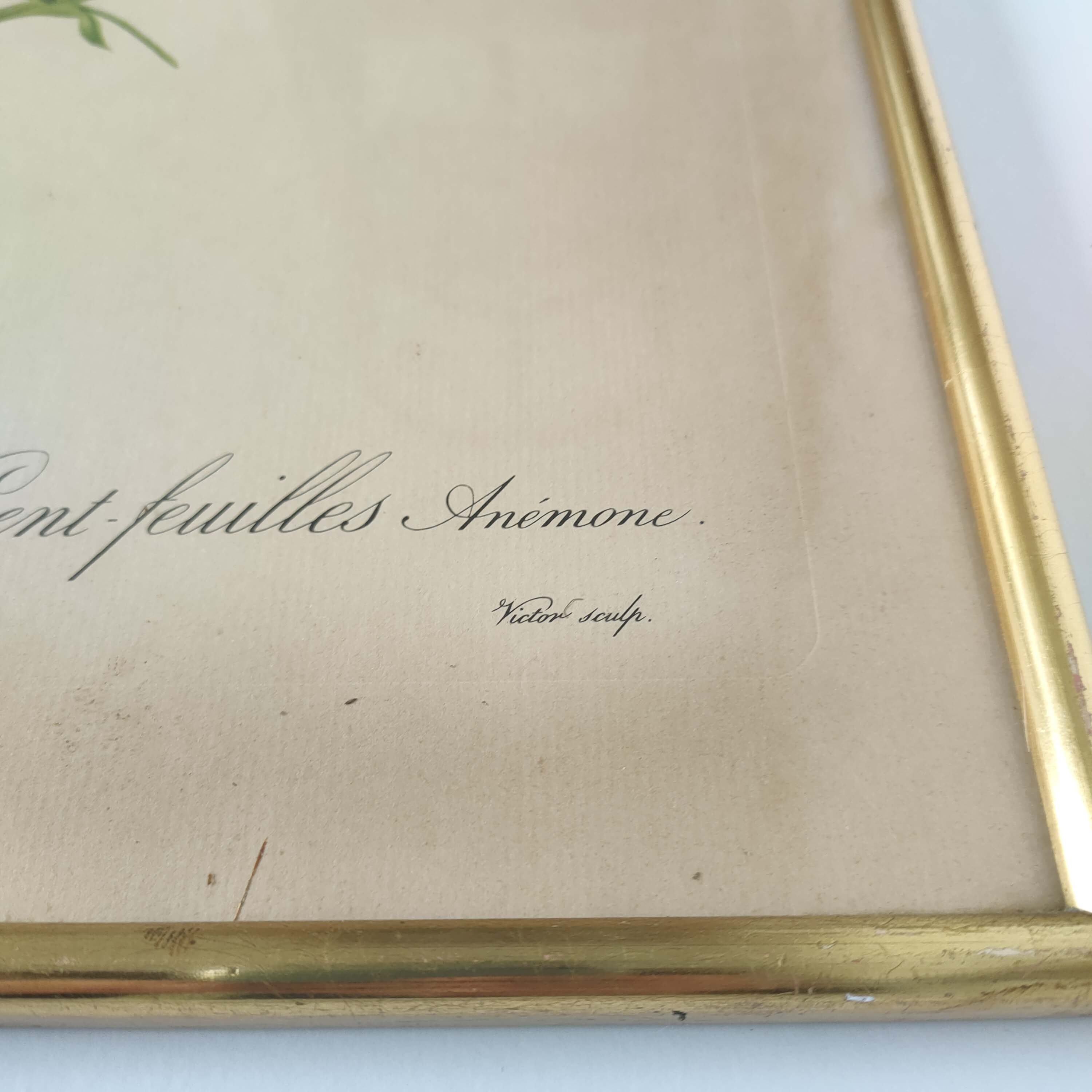 Botanical plate Rose Dreaded