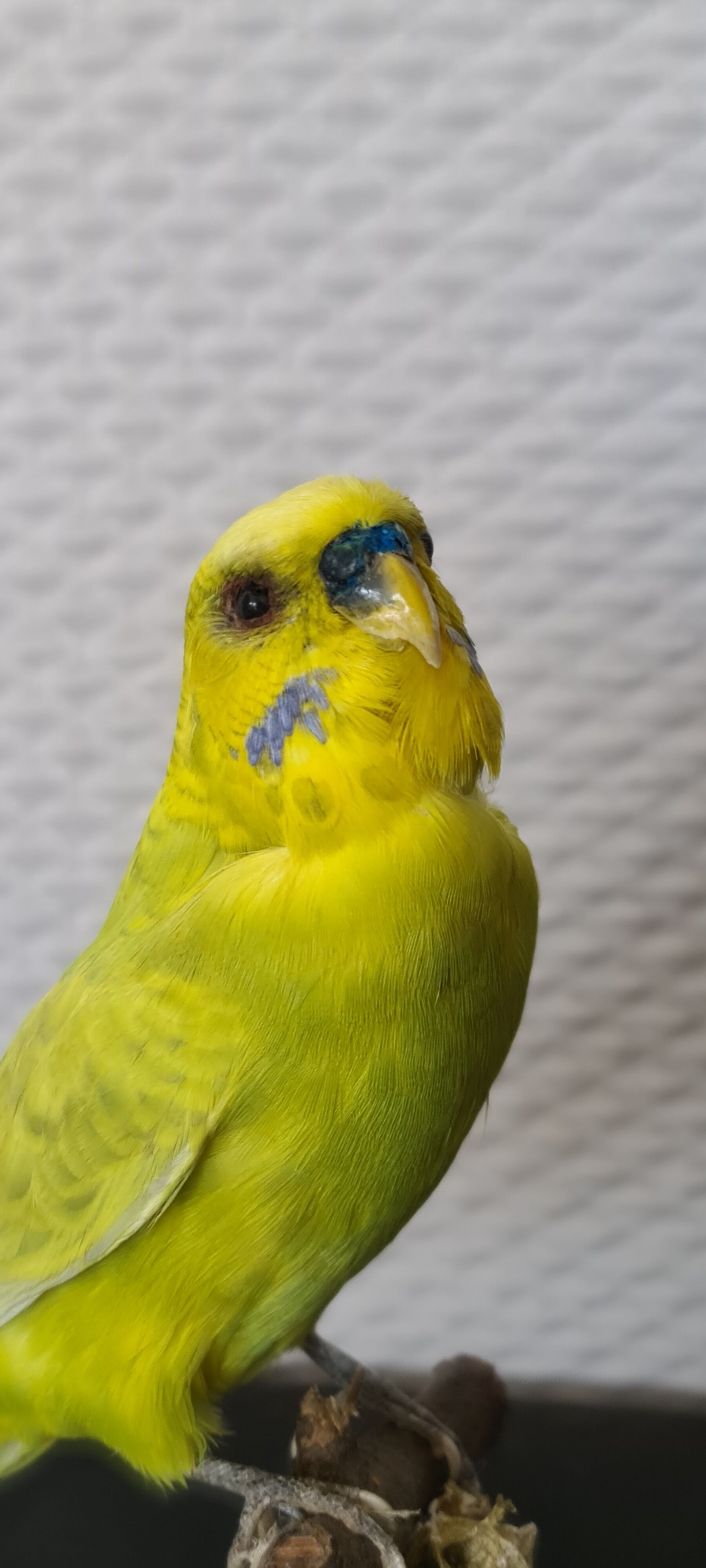Naturalized parakeet