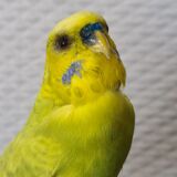 Naturalized parakeet