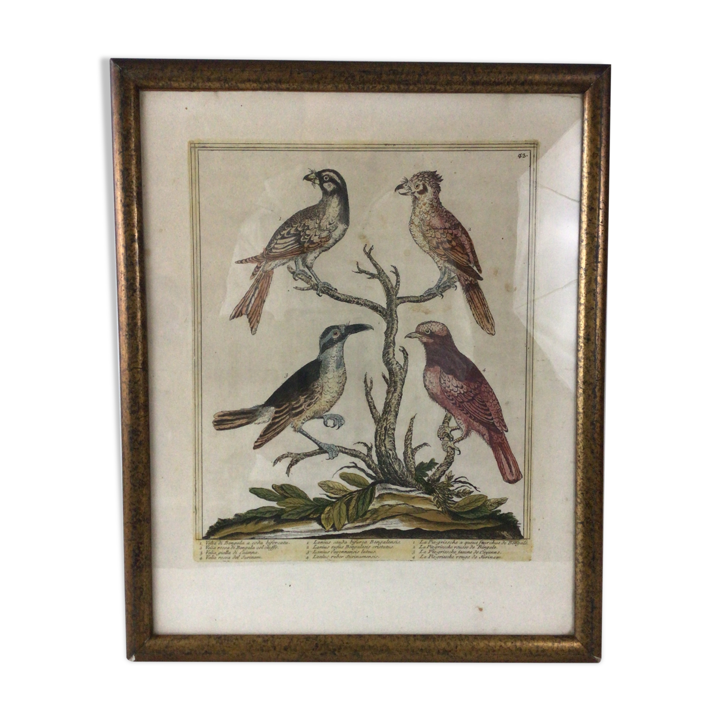 Ancient engraving birds