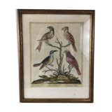 Ancient engraving birds