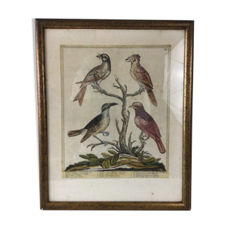 Ancient engraving birds
