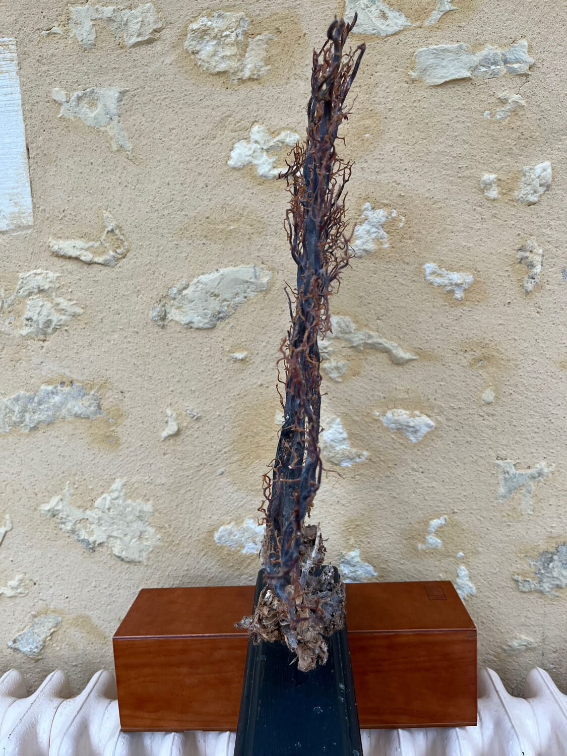 Large ancient natural gorgon mounted on a base.