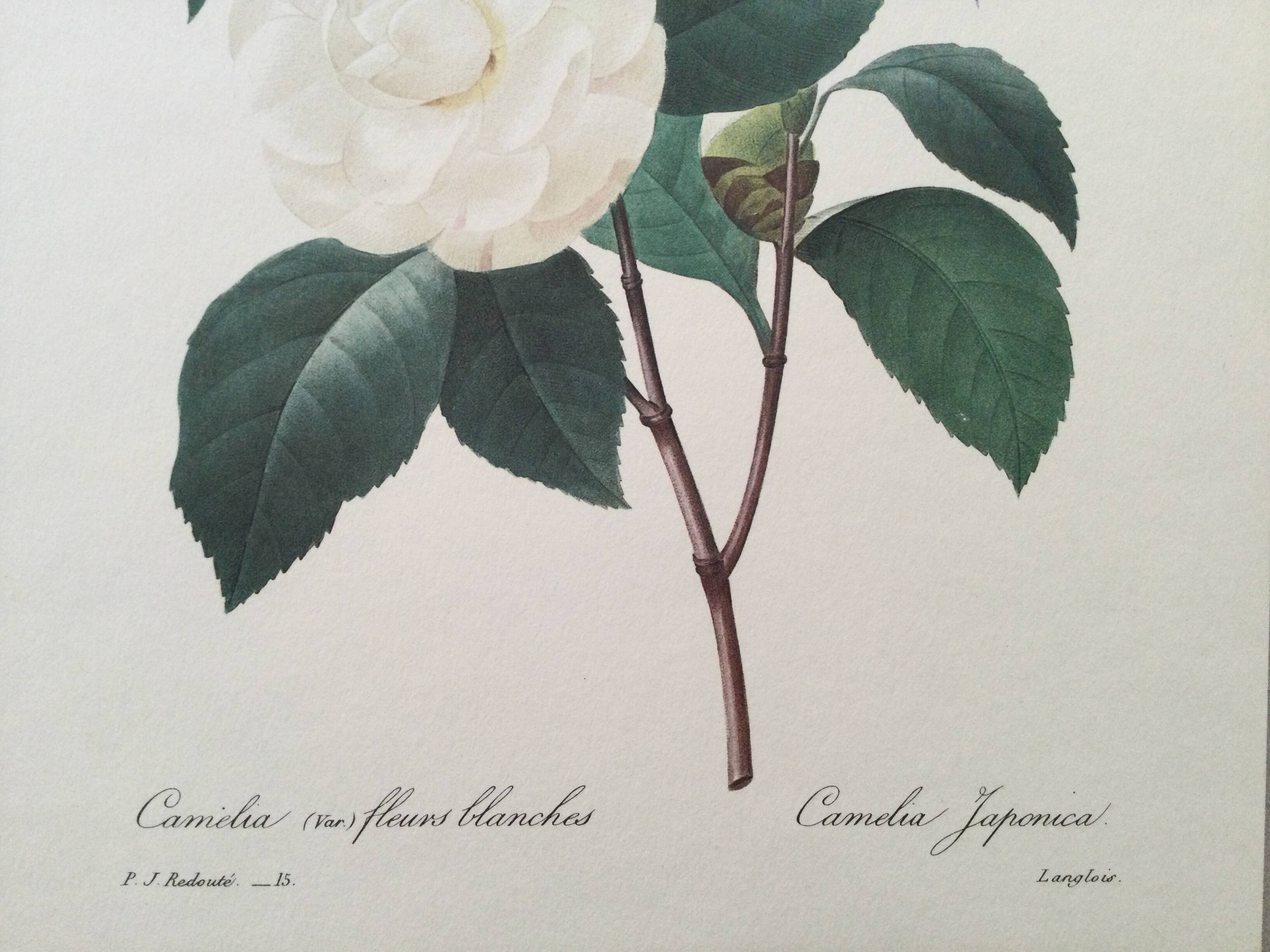 Vintage print Camellia flower white leaves 1960s