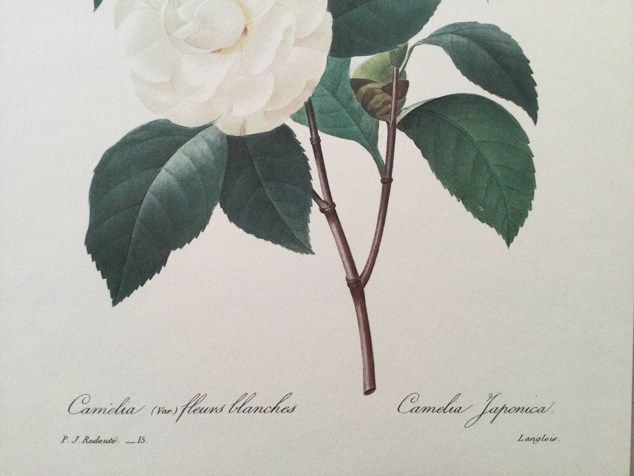 Impression vintage Fleur Camélia Feuilles blanches années 60