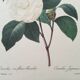 Vintage print Camellia flower white leaves 1960s