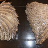 Pair of murano wall lamps