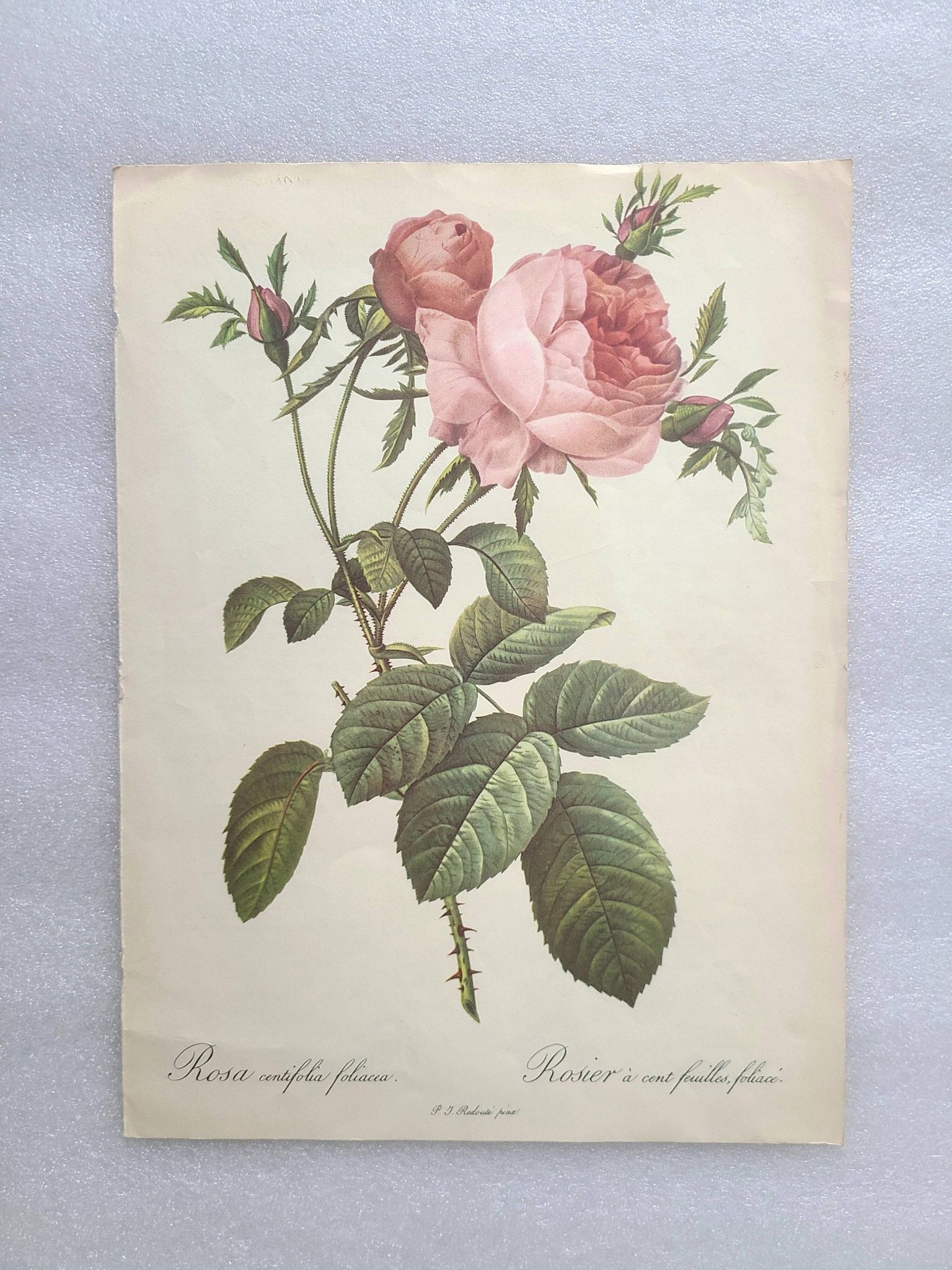 2 reproductions "Les roses les plus chères du monde"