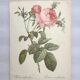 2 reproductions "Les roses les plus chères du monde"