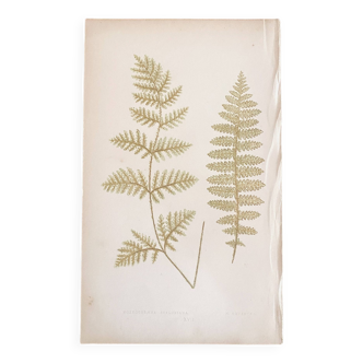Planche botanique, Ed 1861, Angleterre