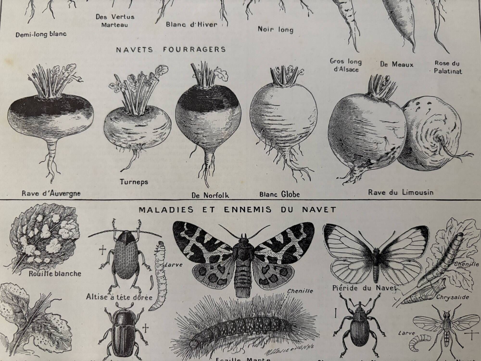 Old engraving on the turnip (1920)
