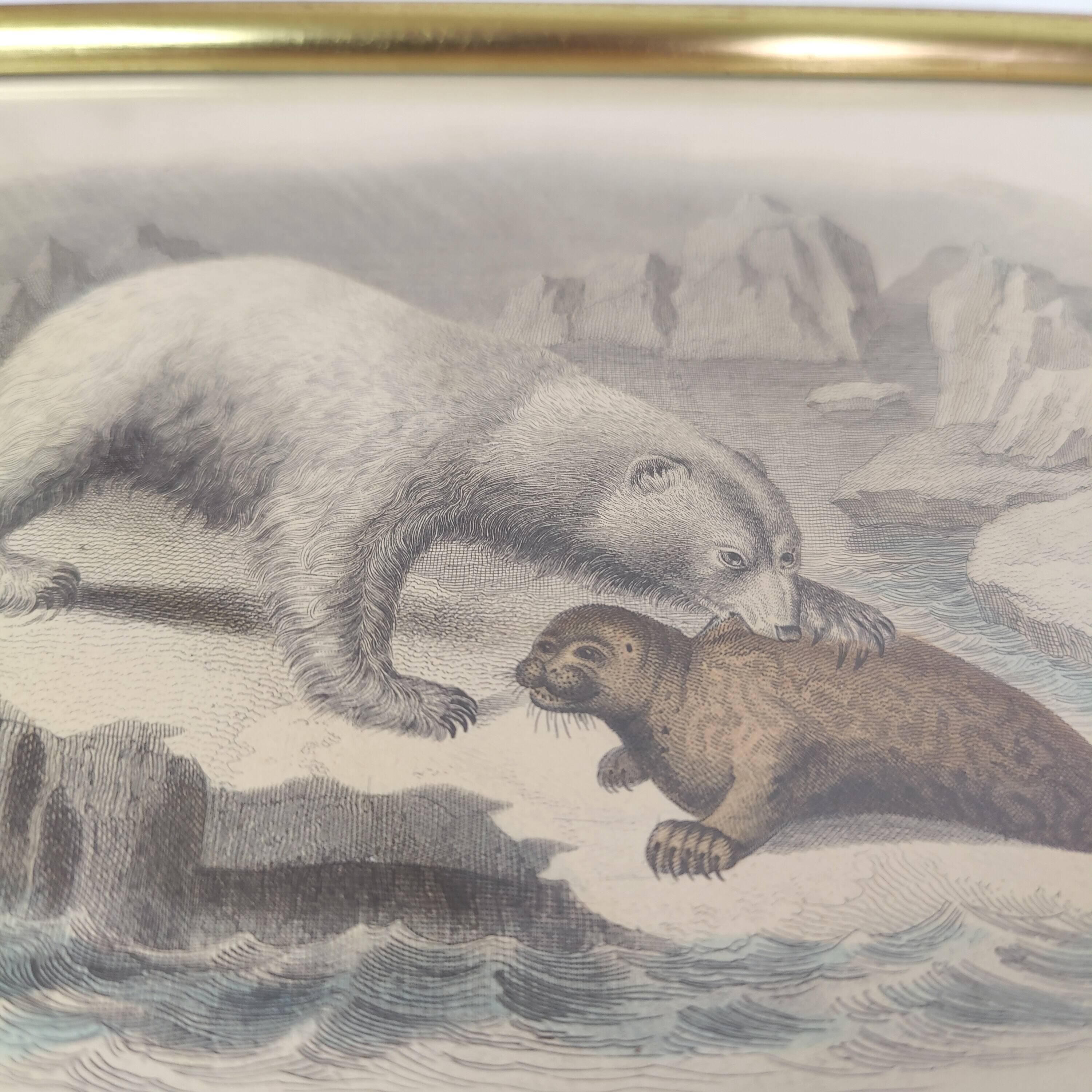 Planche zoologique gravure Buffon ours blanc et phoque cadre bois doré