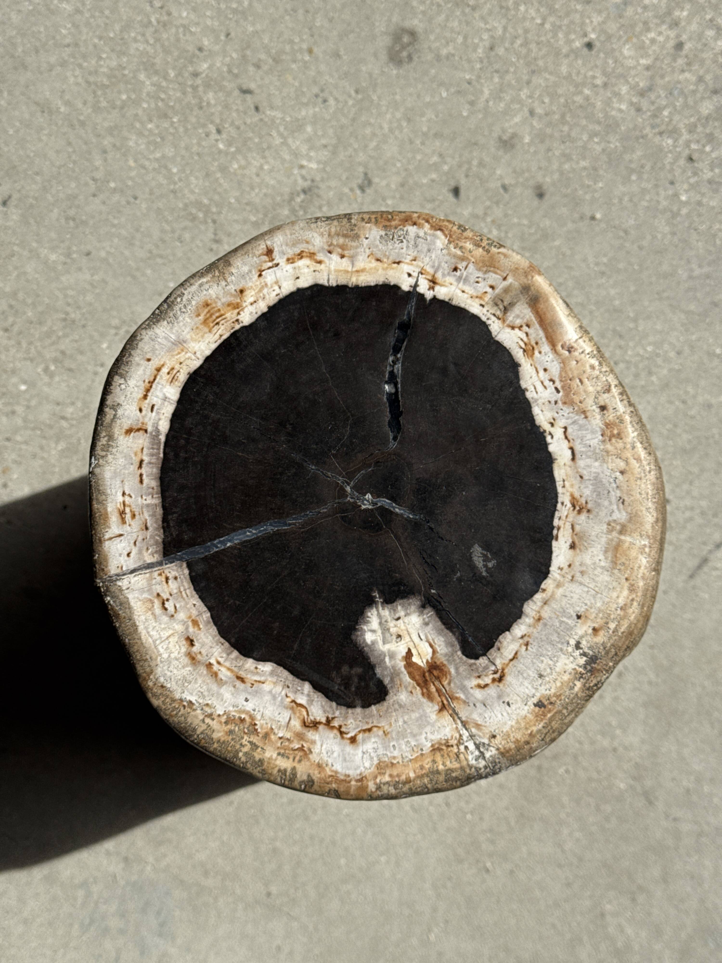 Table d'appoint en bois pétrifié, écorce blanche
