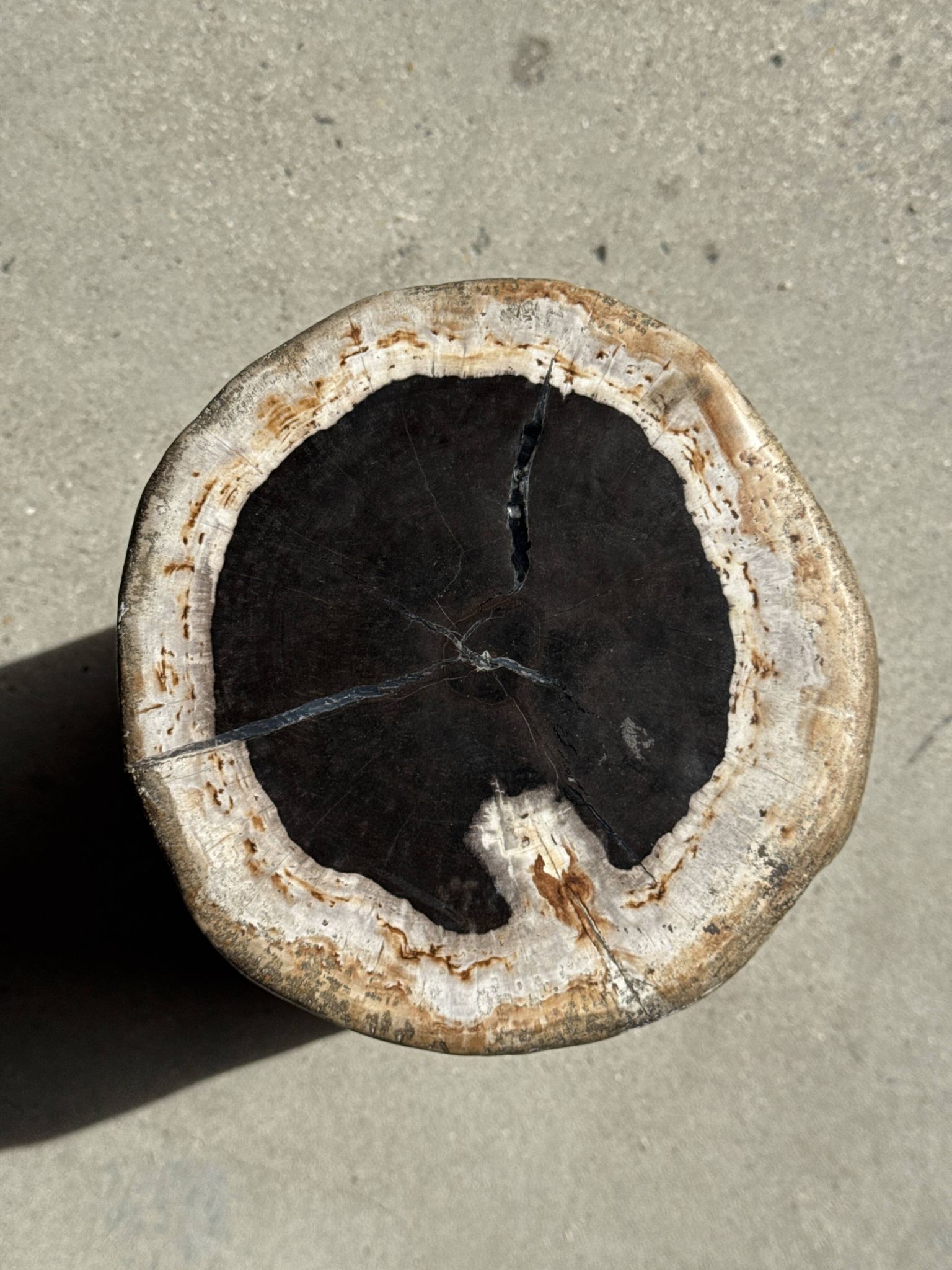 Petrified wood side table, white bark