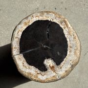 Petrified wood side table, white bark