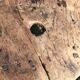 Tabouret de ferme