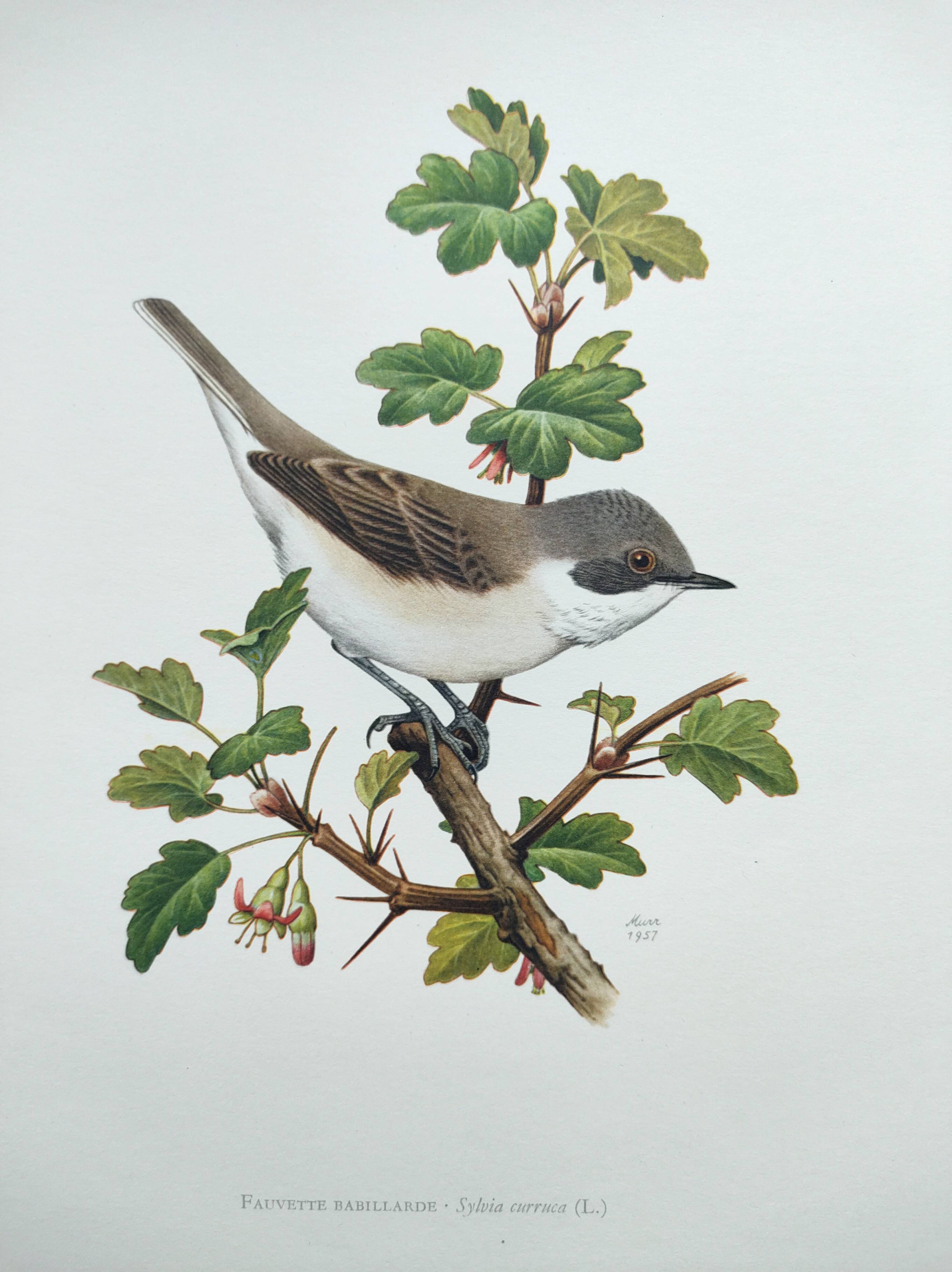 Bird vintage board 1960s - Warbler - Zoology and ornithology illustration