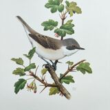 Bird vintage board 1960s - Warbler - Zoology and ornithology illustration