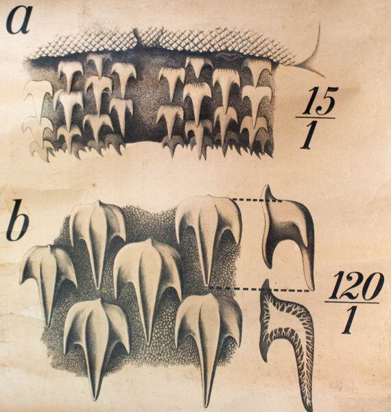 Displays the beginning of the 20th century vintage Paul Pfurtscheller Zoological "fish" 1902