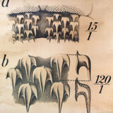 Affiche vintage du début du 20e siècle Paul Pfurtscheller zoologiques "poissons" 1902
