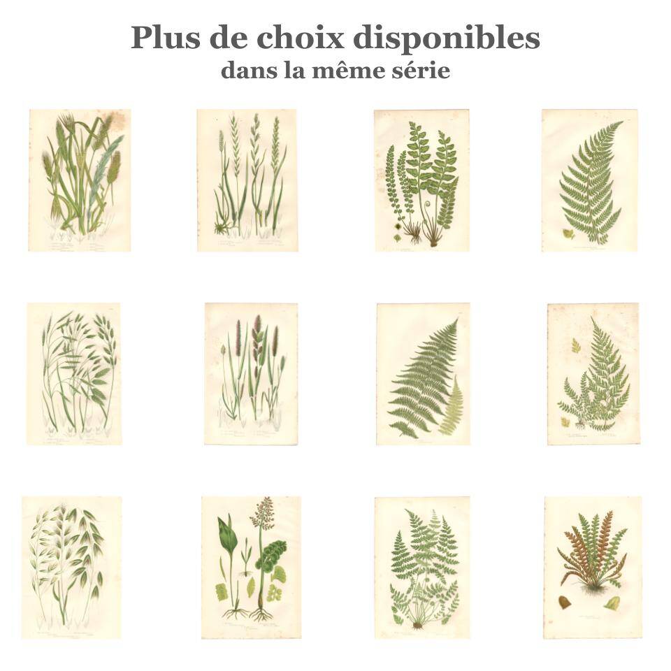 Chromolithographie ancienne botanique 1889 - Fougère des montagnes de Pratt