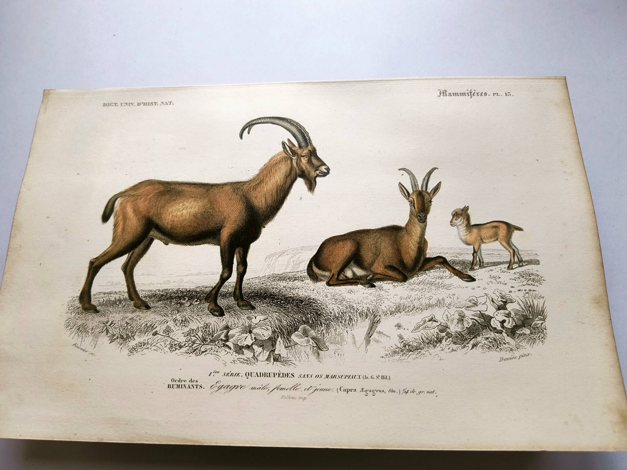 Old engraving from 1849. Egagre by E.Travies. Atlas of Orbigny. color