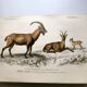 Old engraving from 1849. Egagre by E.Travies. Atlas of Orbigny. color