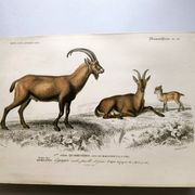 Old engraving from 1849. Egagre by E.Travies. Atlas of Orbigny. color