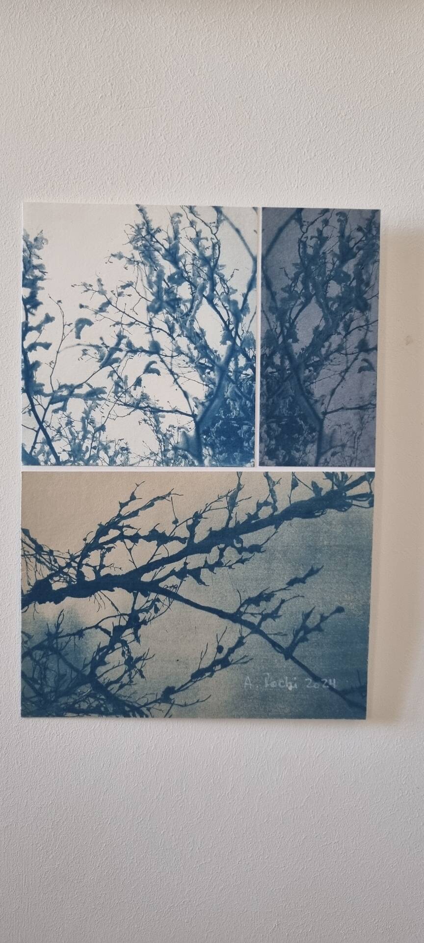 Cyanotype photographique