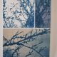 Cyanotype photographique
