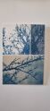 Cyanotype photographique